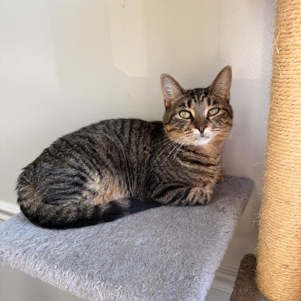 Enlarge Olive, a Adoptable Domestic Short Hair in Bloomington, IL image 6/6