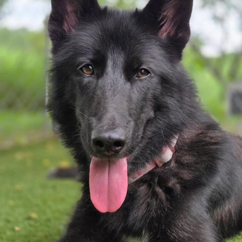 Vixen, Adult Female German Shepherd Dog
