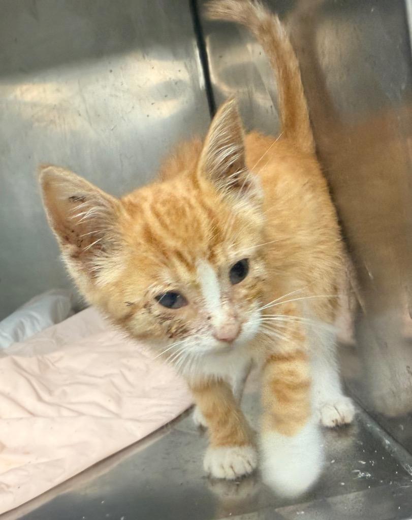Enlarge Pikachu, a Adoptable mixed breed in North Vernon, IN image 1/1