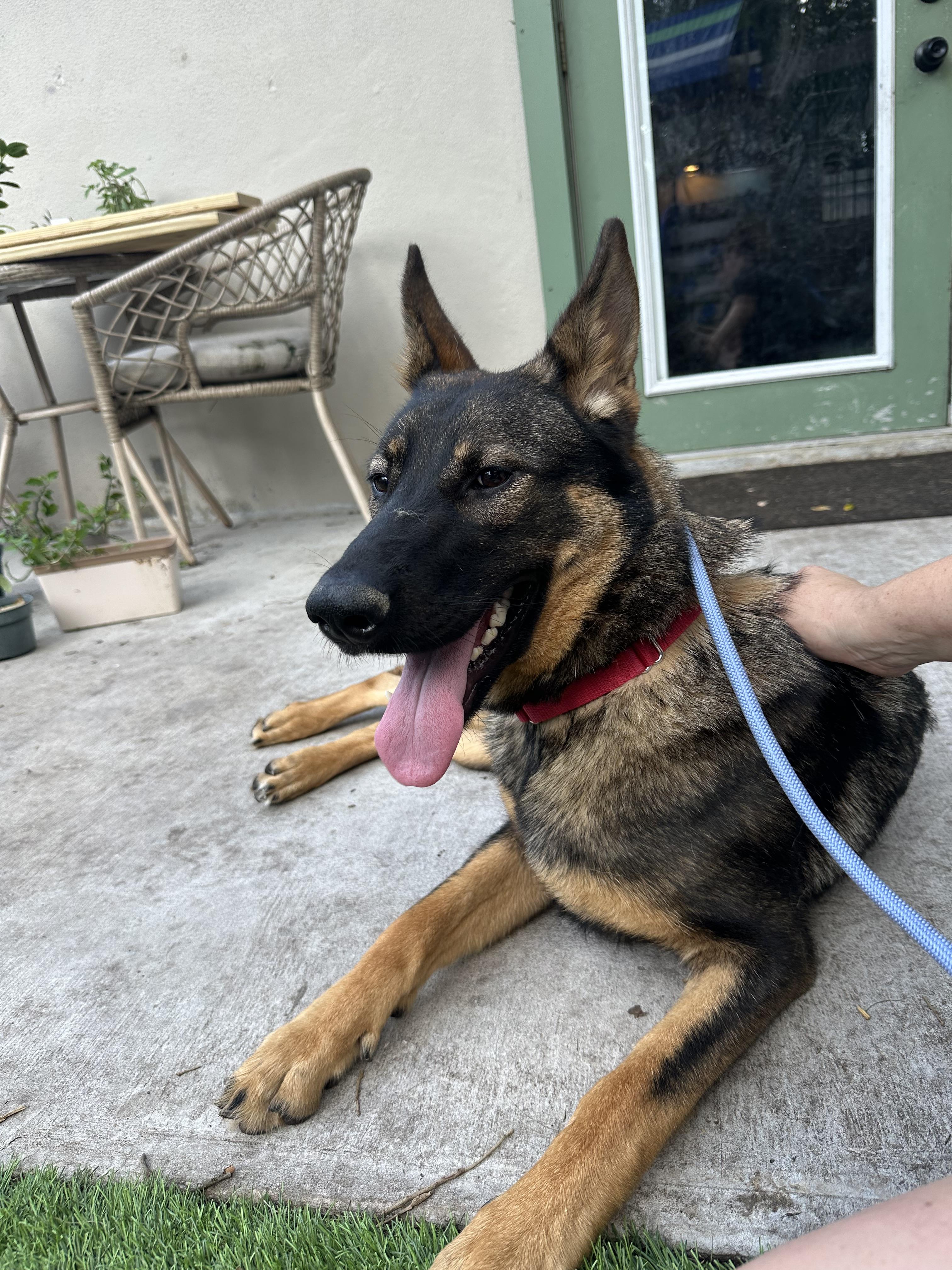 Enlarge Zeeva, a Adopted German Shepherd Dog in Wimauma, FL image 1/6