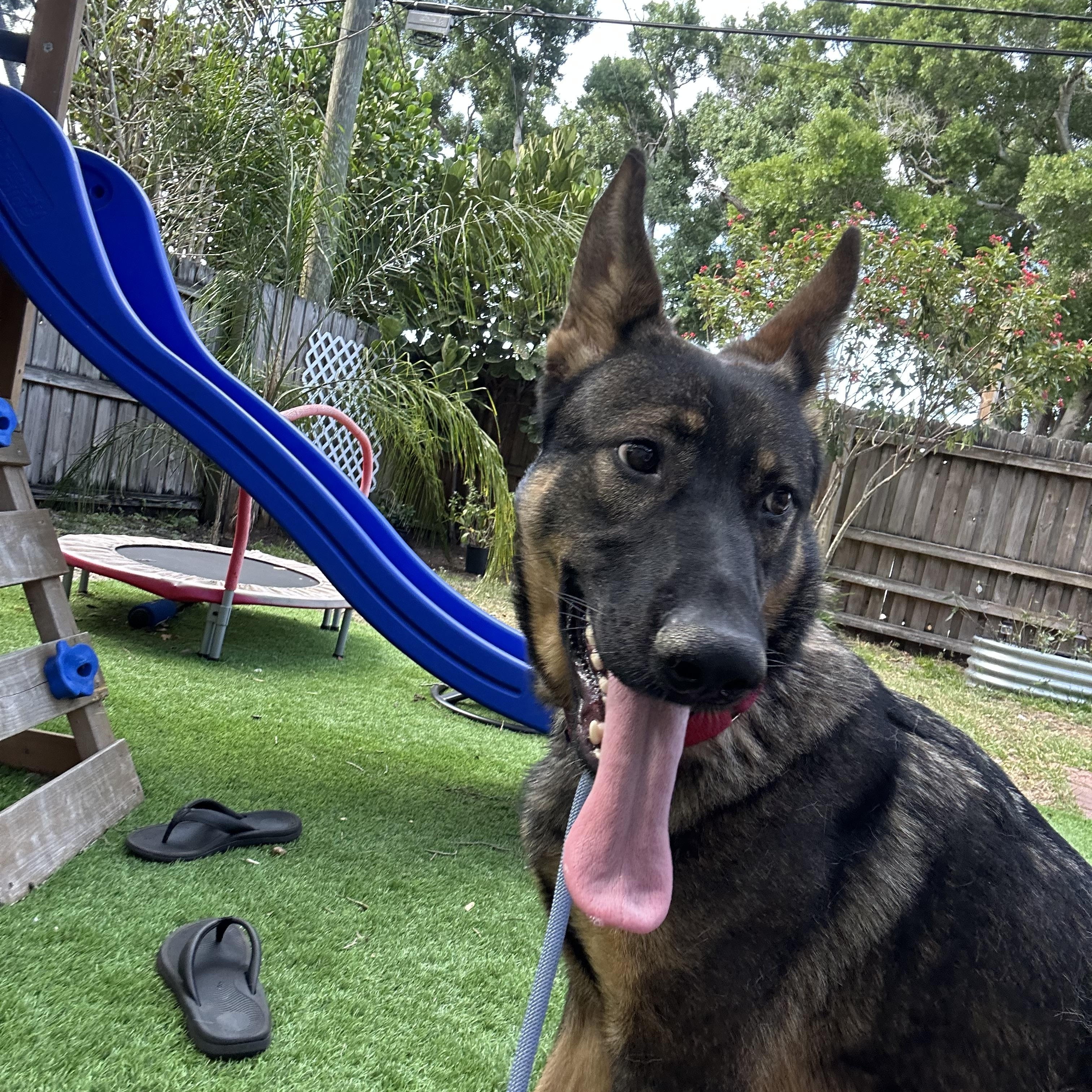 Enlarge Zeeva, a Adopted German Shepherd Dog in Wimauma, FL image 4/6