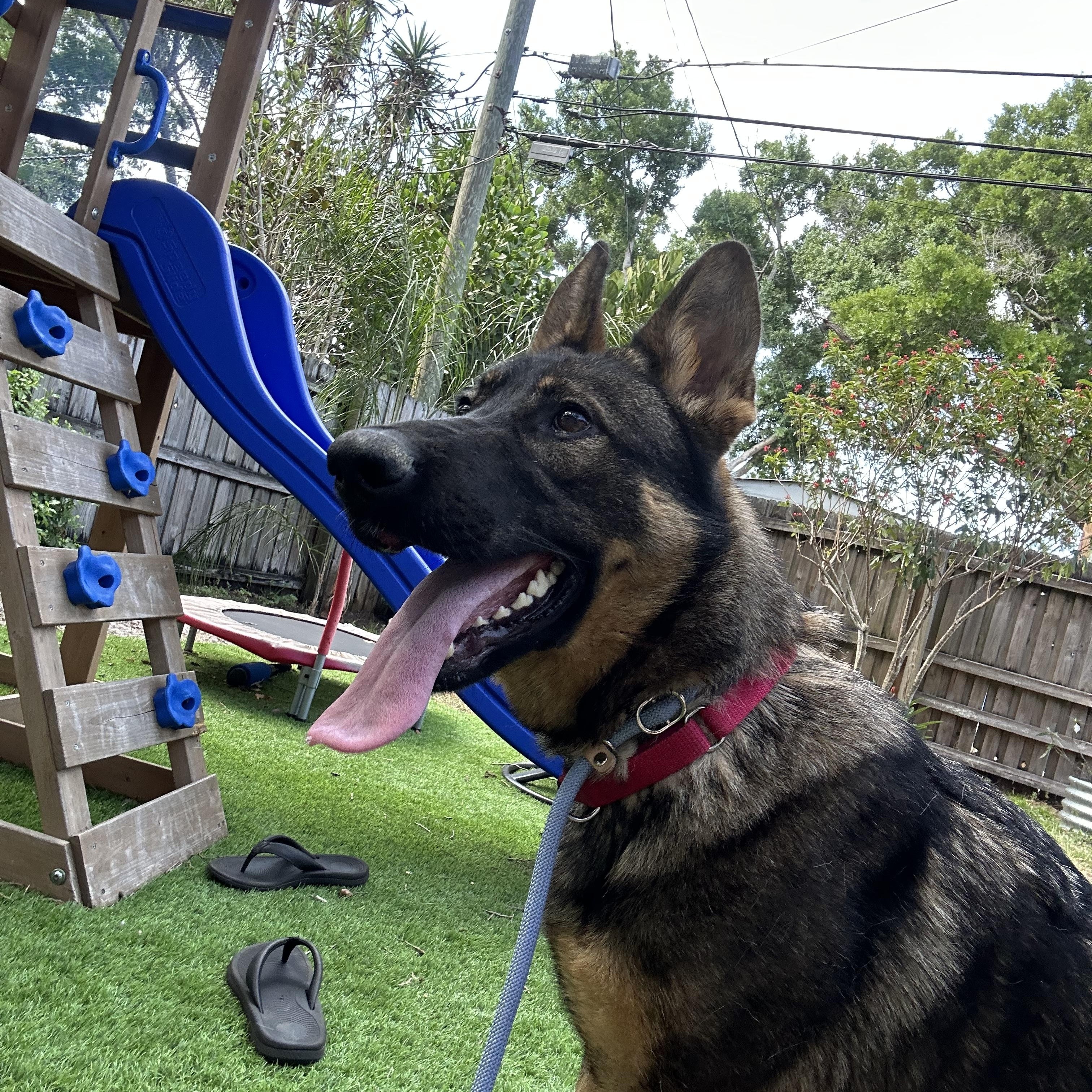 Enlarge Zeeva, a Adopted German Shepherd Dog in Wimauma, FL image 5/6