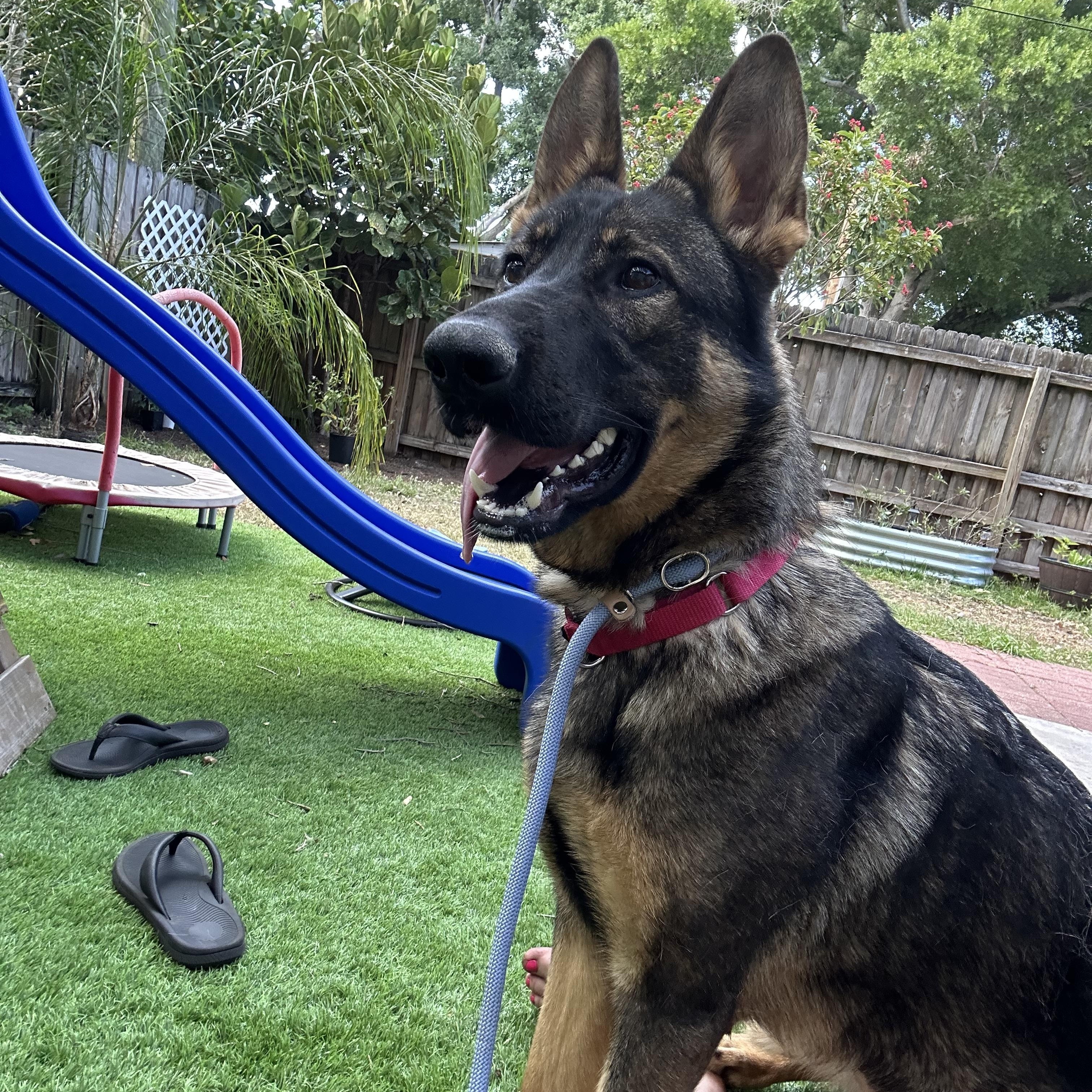 Enlarge Zeeva, a Adopted German Shepherd Dog in Wimauma, FL image 6/6