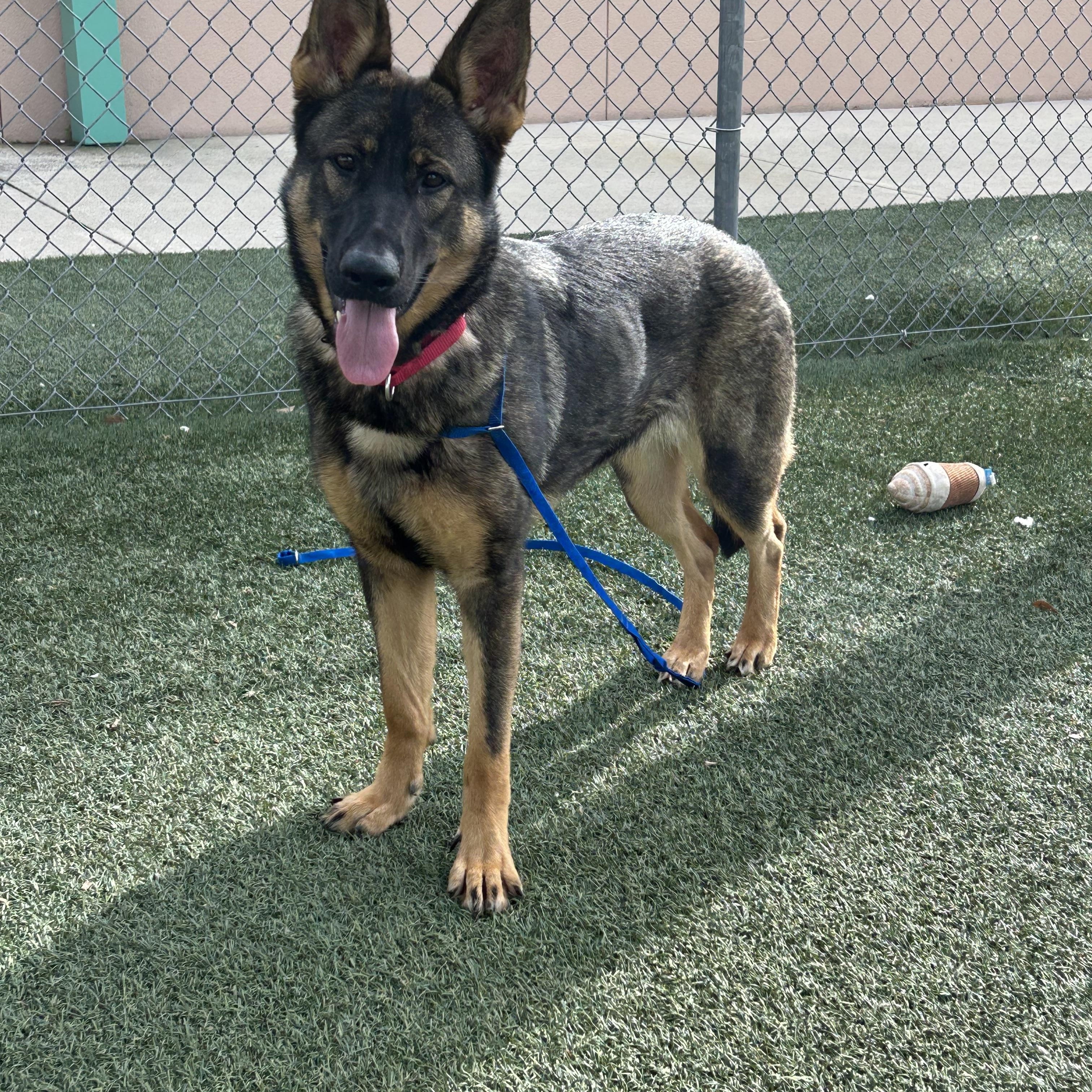 Enlarge Zeeva, a Adopted German Shepherd Dog in Wimauma, FL image 3/6