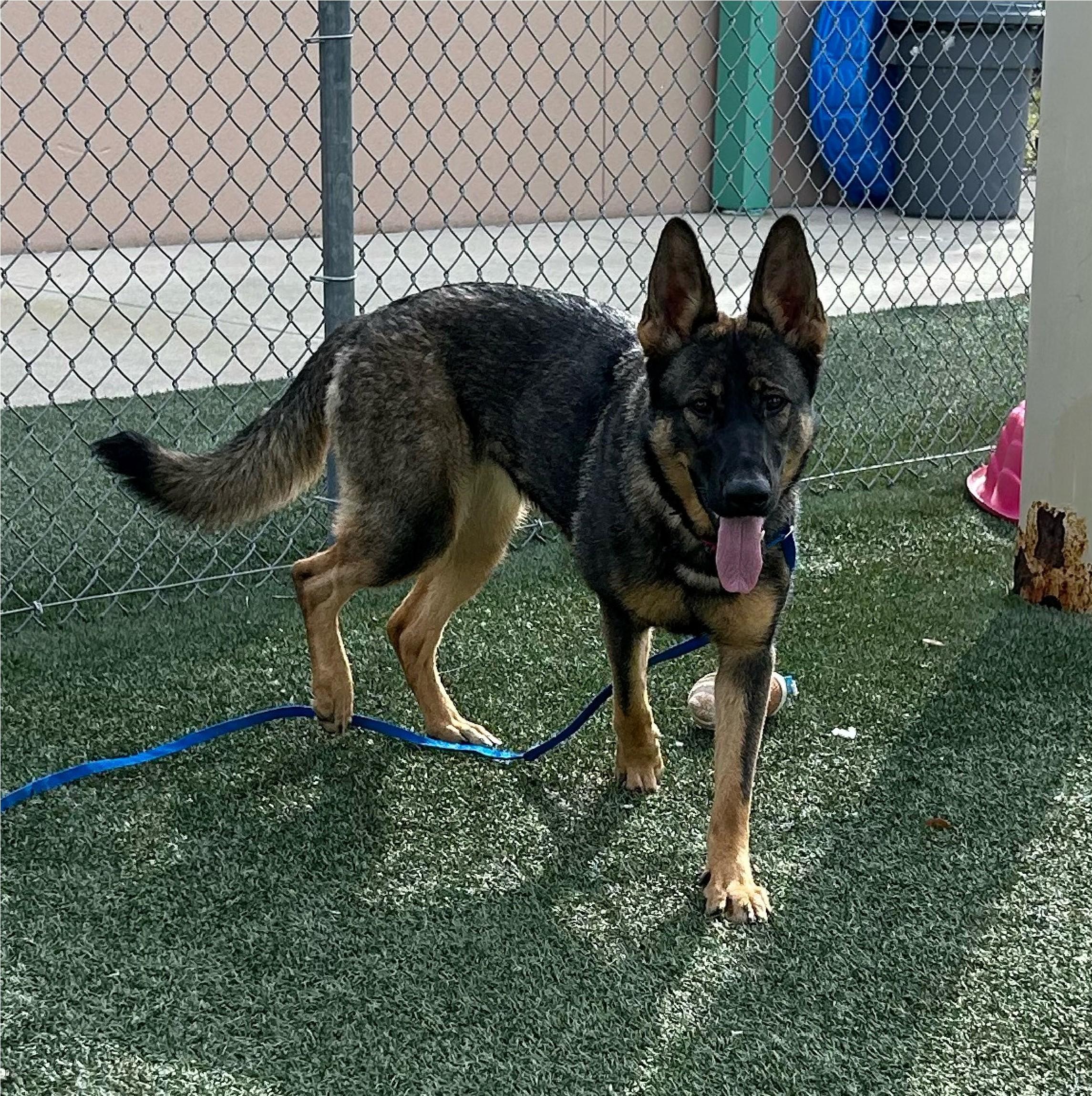 Zeeva, Adopted, Young Female German Shepherd Dog.