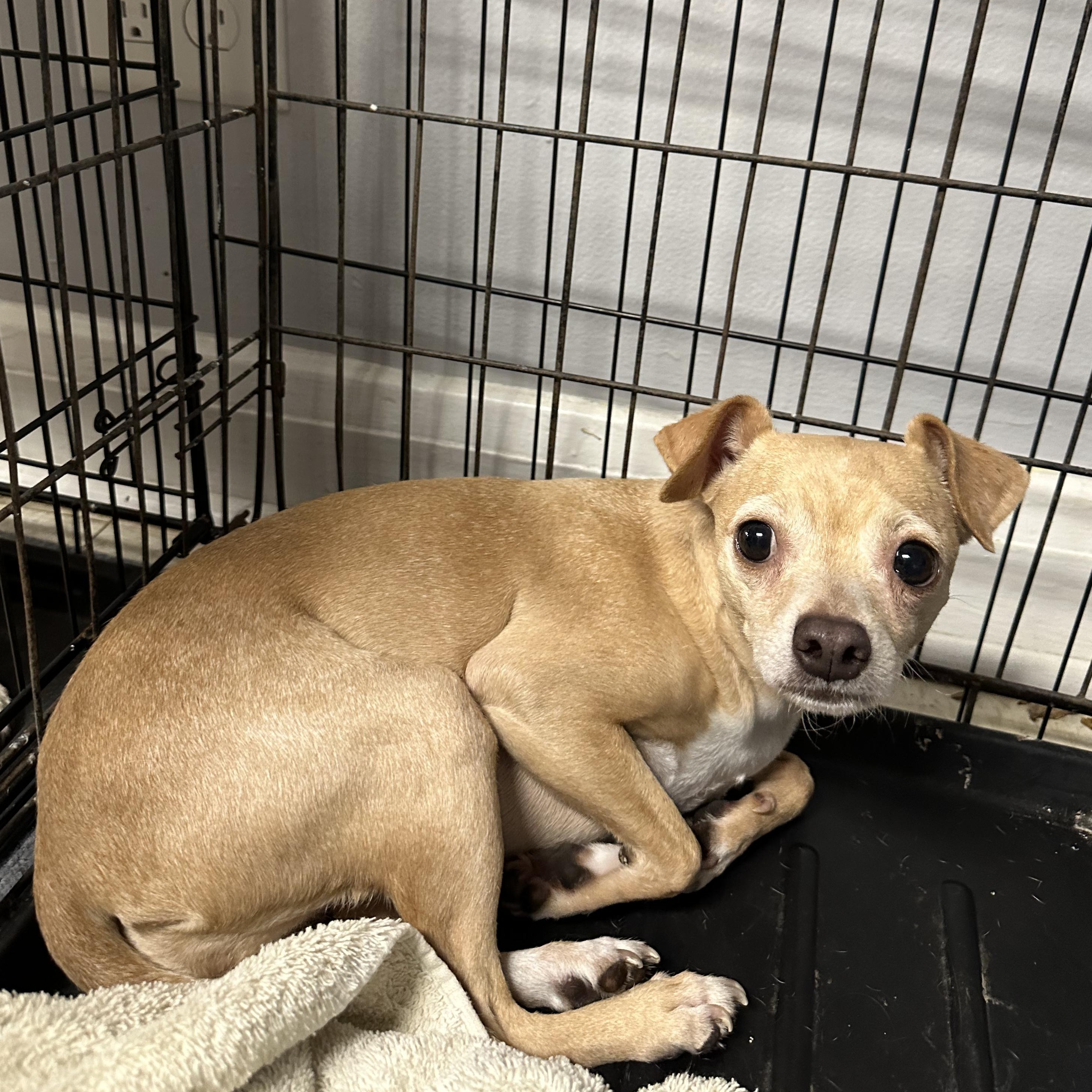 Enlarge Barb, a Adoptable mixed breed in Ellicott City, MD image 1/1