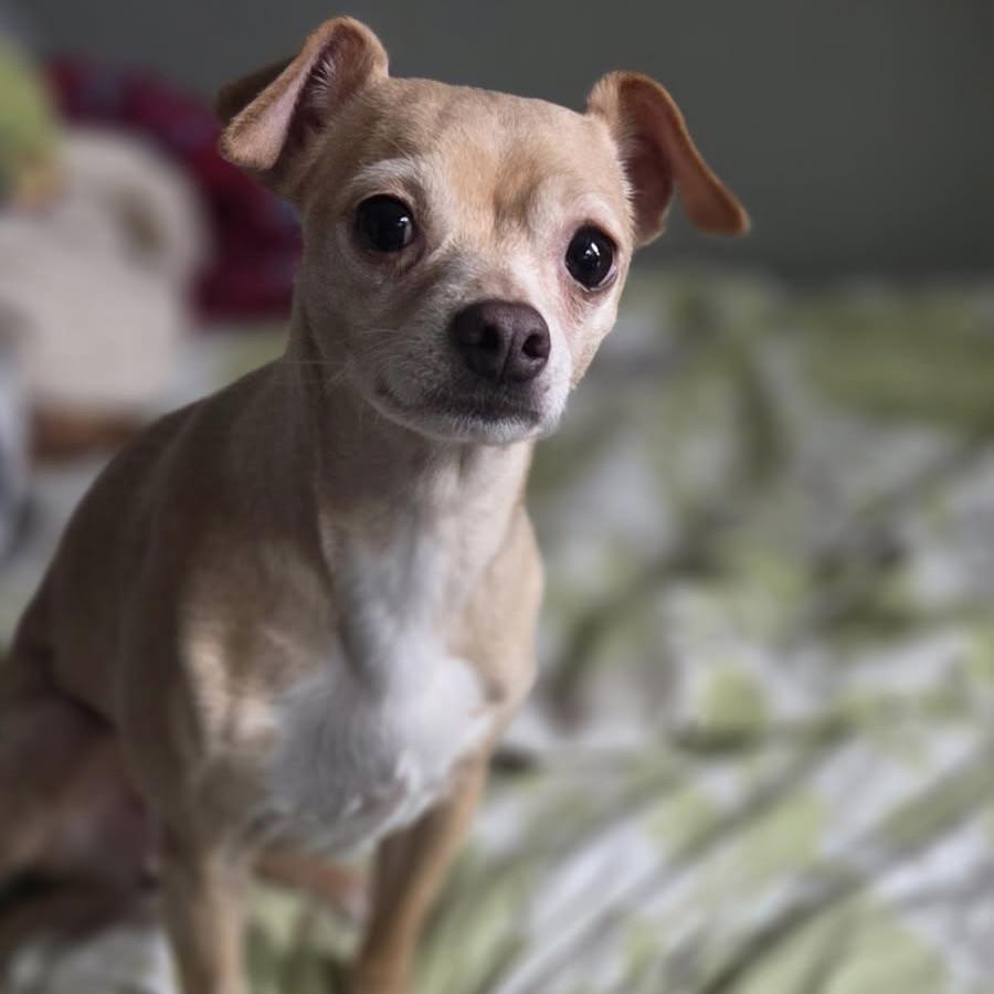 Barb, Adoptable, Adult Female Chihuahua.