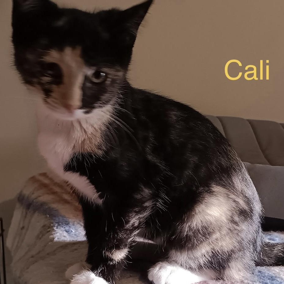 Cali, an adopted Domestic Short Hair in Menasha, WI image 1/2
