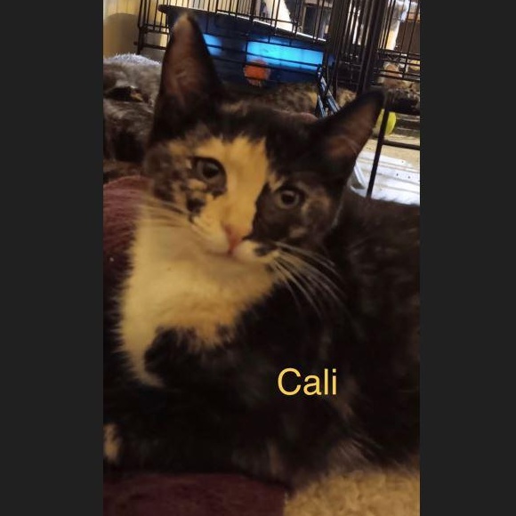 Cali, an adopted Domestic Short Hair in Menasha, WI image 2/2