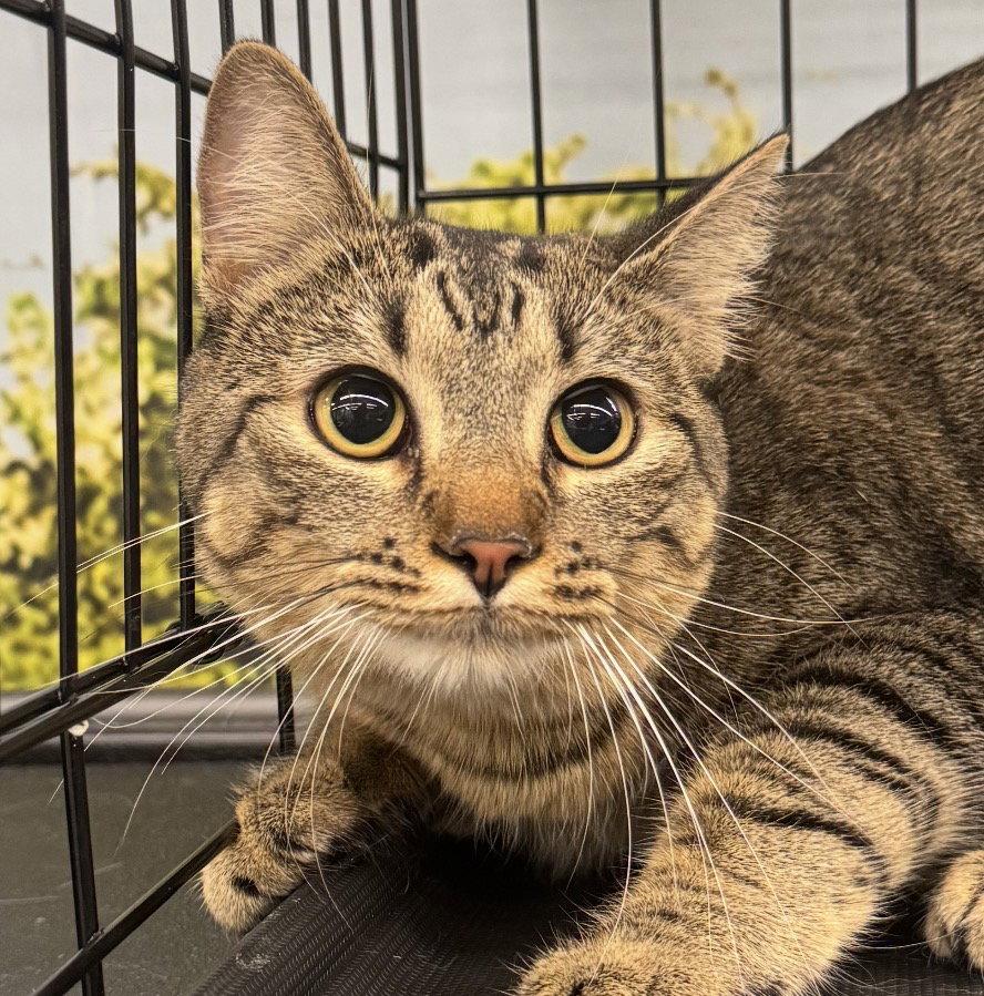 Enlarge Pixie, a Adopted mixed breed in MONTGOMERY, TX image 1/3