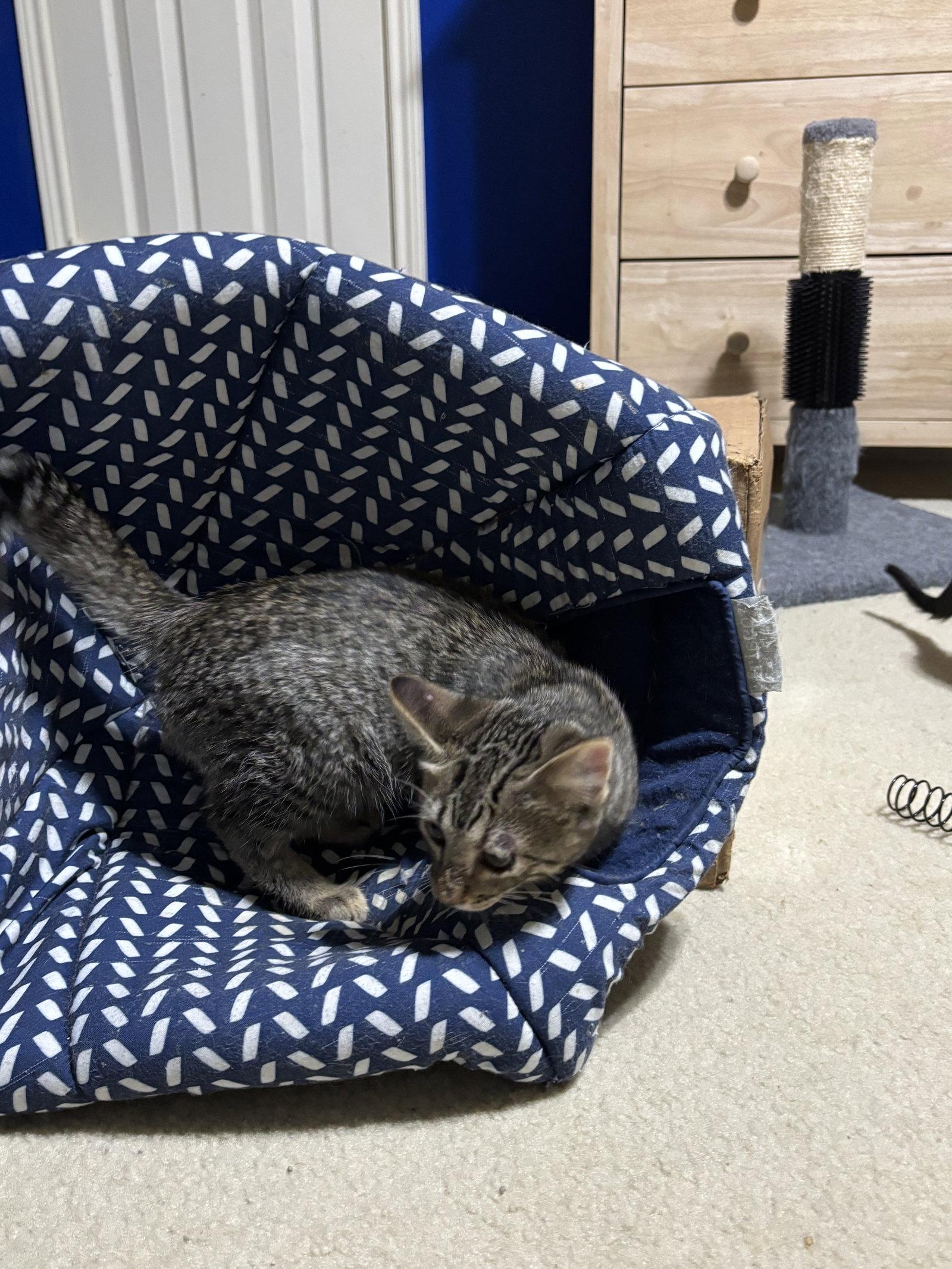 Enlarge Pixie, a Adopted mixed breed in MONTGOMERY, TX image 2/3