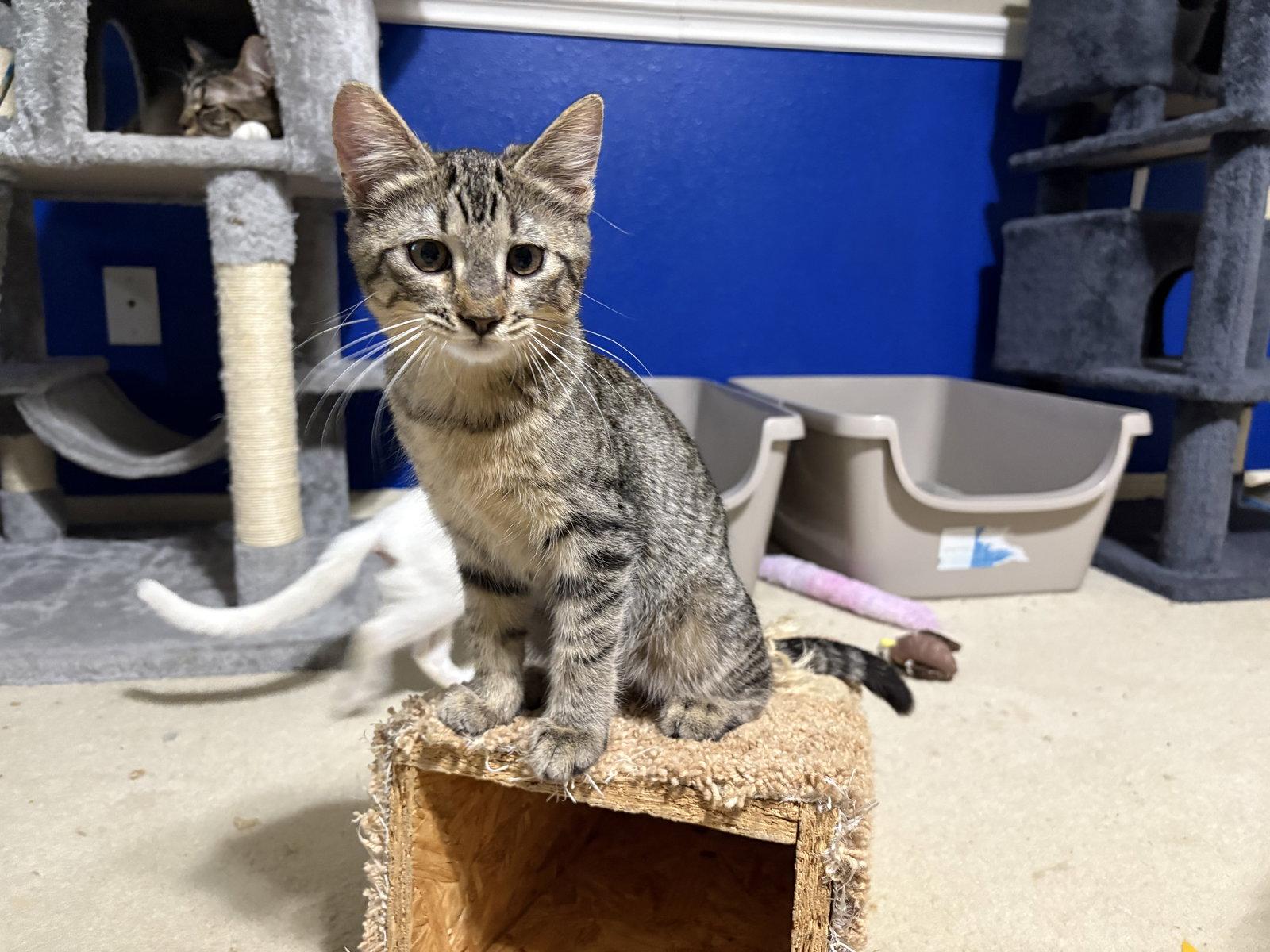 Enlarge Pixie, a Adopted mixed breed in MONTGOMERY, TX image 3/3