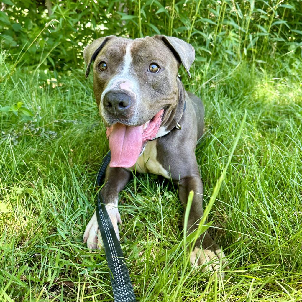 Chocolate Latte, a Adoptable Mixed Breed in Davenport, IA image 2/6
