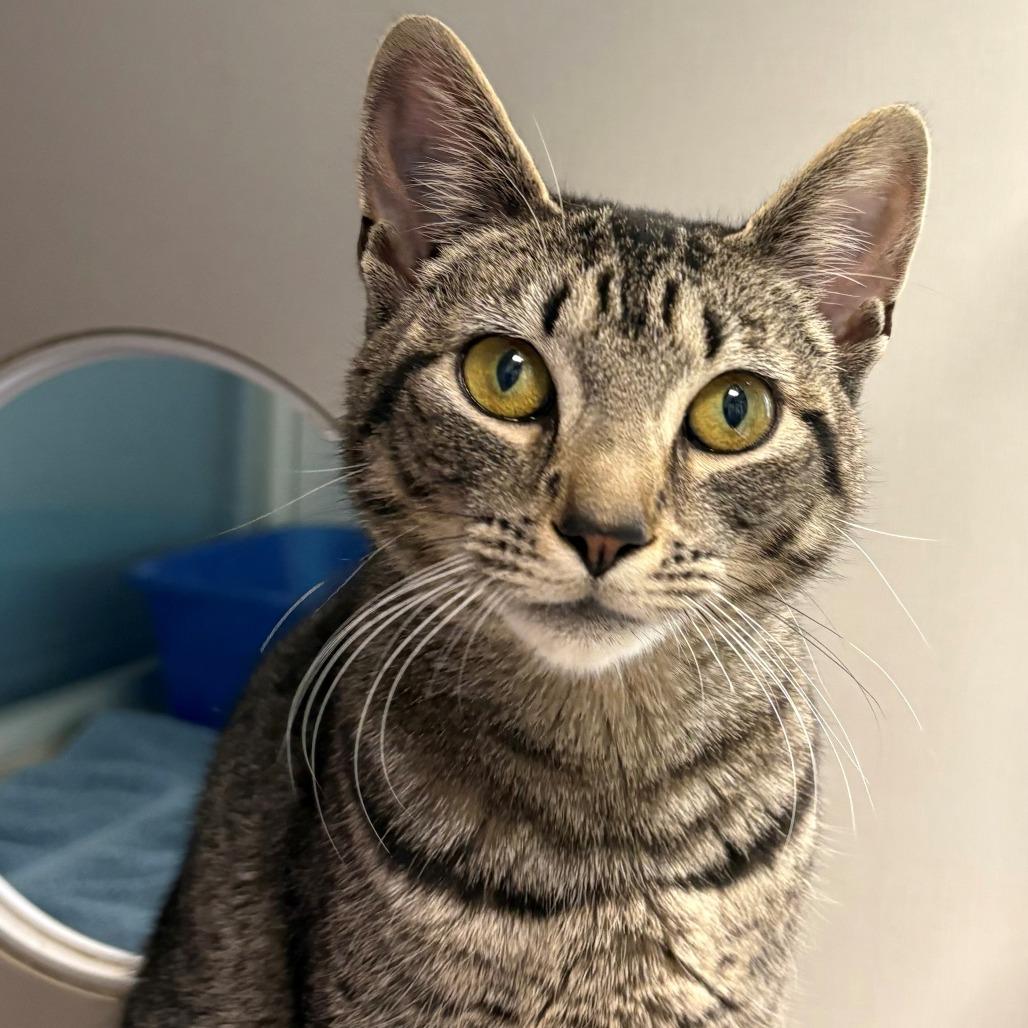 Enlarge Sienna, a Adoptable Domestic Short Hair in East Hanover, NJ image 1/4