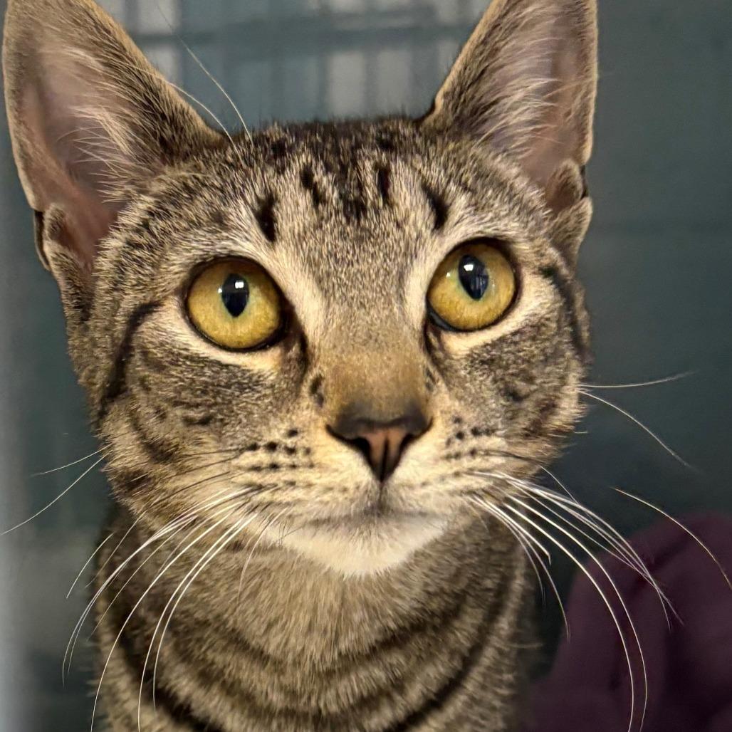 Enlarge Sienna, a Adoptable Domestic Short Hair in East Hanover, NJ image 2/4