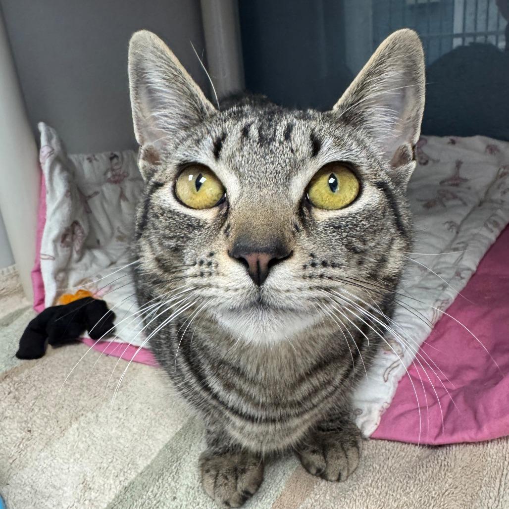 Enlarge Sienna, a Adoptable Domestic Short Hair in East Hanover, NJ image 3/4