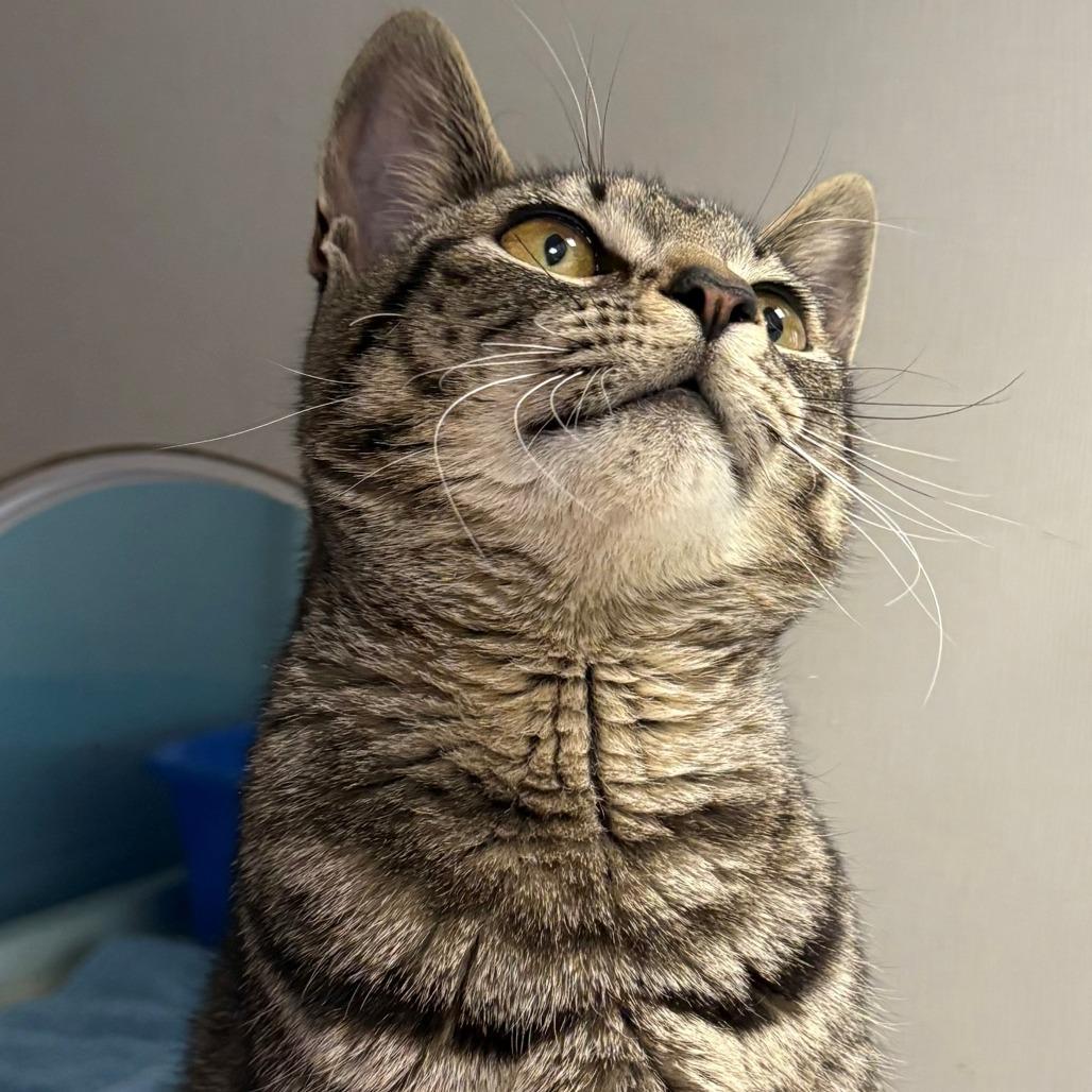 Enlarge Sienna, a Adoptable Domestic Short Hair in East Hanover, NJ image 4/4