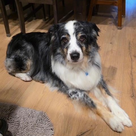 Enlarge Sully, a Adoptable Australian Shepherd in La Pine, OR image 2/6