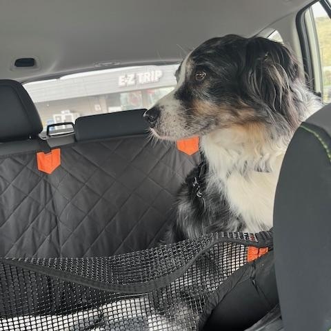 Enlarge Sully, a Adoptable Australian Shepherd in La Pine, OR image 5/6