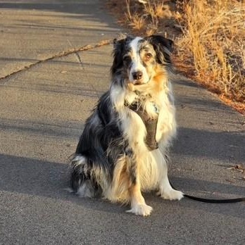 Enlarge Sully, a Adoptable Australian Shepherd in La Pine, OR image 1/6