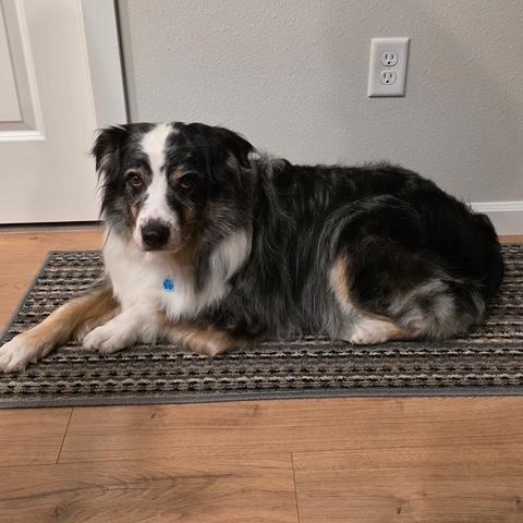 Enlarge Sully, a Adoptable Australian Shepherd in La Pine, OR image 3/6