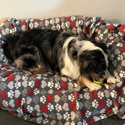 Enlarge Sully, a Adoptable Australian Shepherd in La Pine, OR image 4/6