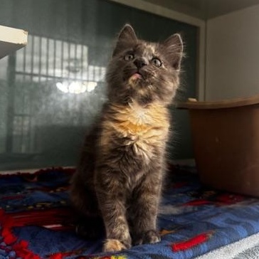Enlarge Yulia, a Adopted Domestic Medium Hair in Hutchinson, MN image 2/5