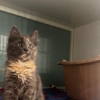 Enlarge Yulia, a Adopted Domestic Medium Hair in Hutchinson, MN image 4/5