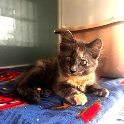 Enlarge Yulia, a Adopted Domestic Medium Hair in Hutchinson, MN image 3/5