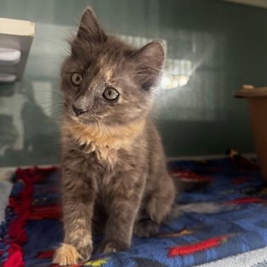 Yulia, Adopted, Kitten Female Domestic Medium Hair.