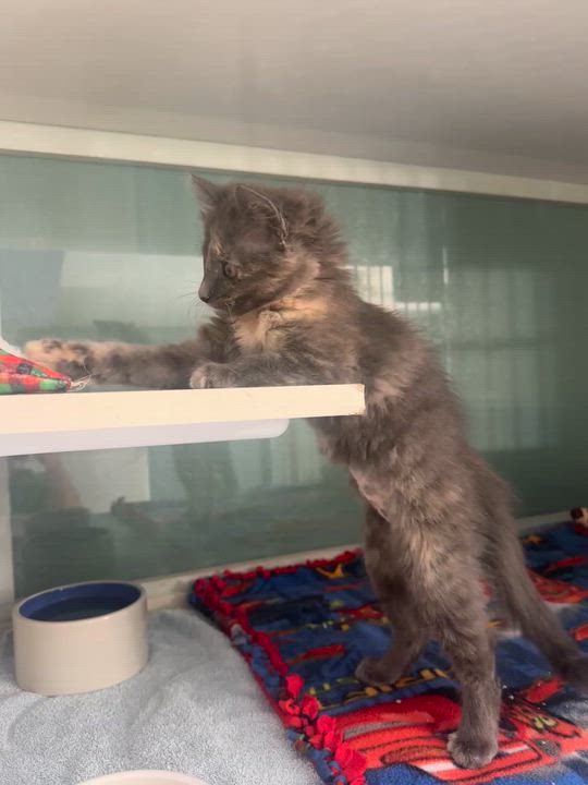 Enlarge Yulia, a Adopted Domestic Medium Hair in Hutchinson, MN video 5/5