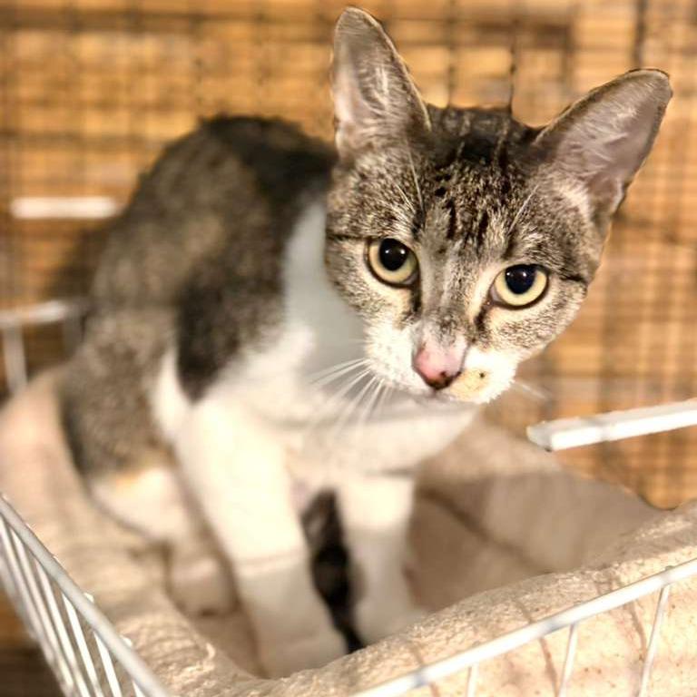 Enlarge Amelia Ardmore, a Adoptable Domestic Short Hair in Chicago, IL image 1/3