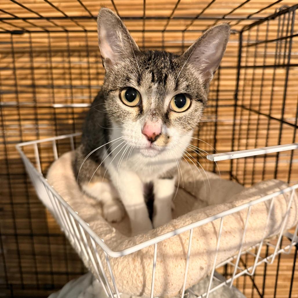 Enlarge Amelia Ardmore, a Adoptable Domestic Short Hair in Chicago, IL image 2/3