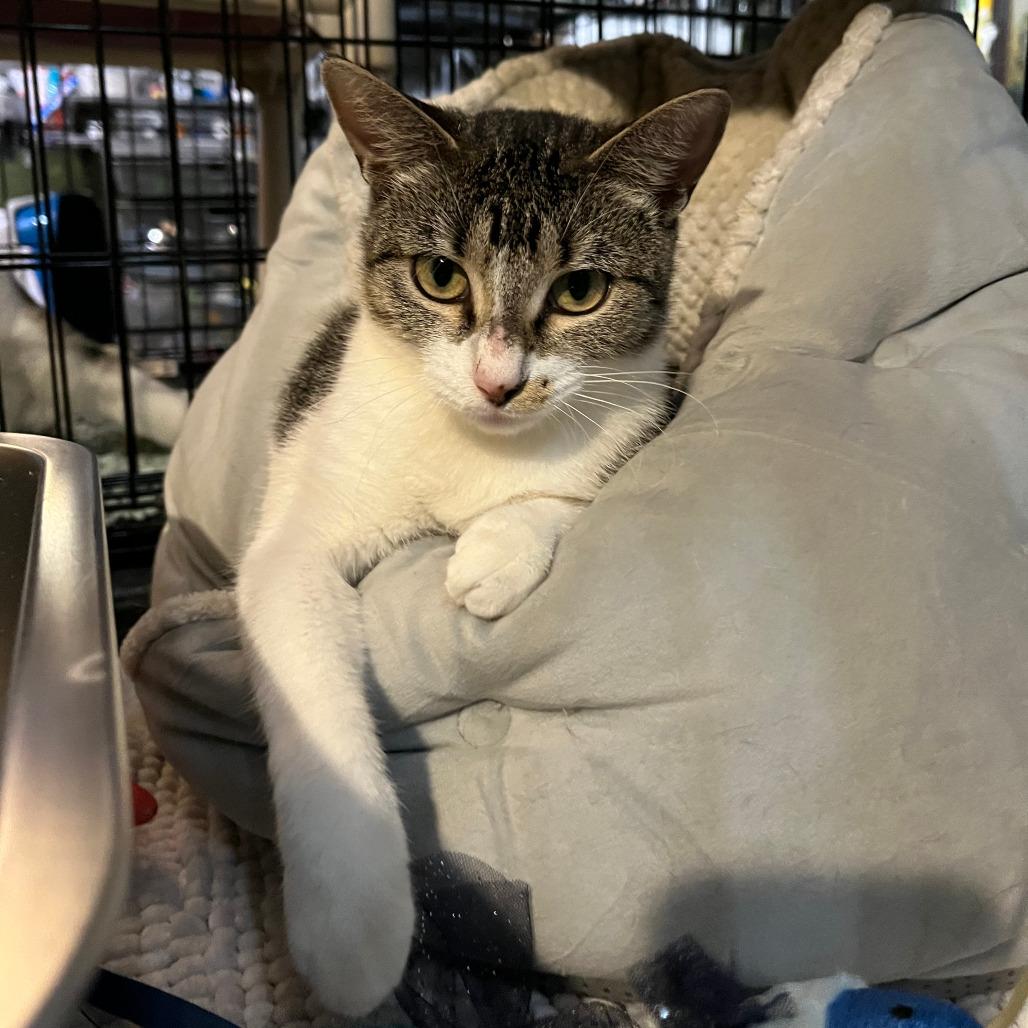 Enlarge Amelia Ardmore, a Adoptable Domestic Short Hair in Chicago, IL image 3/3