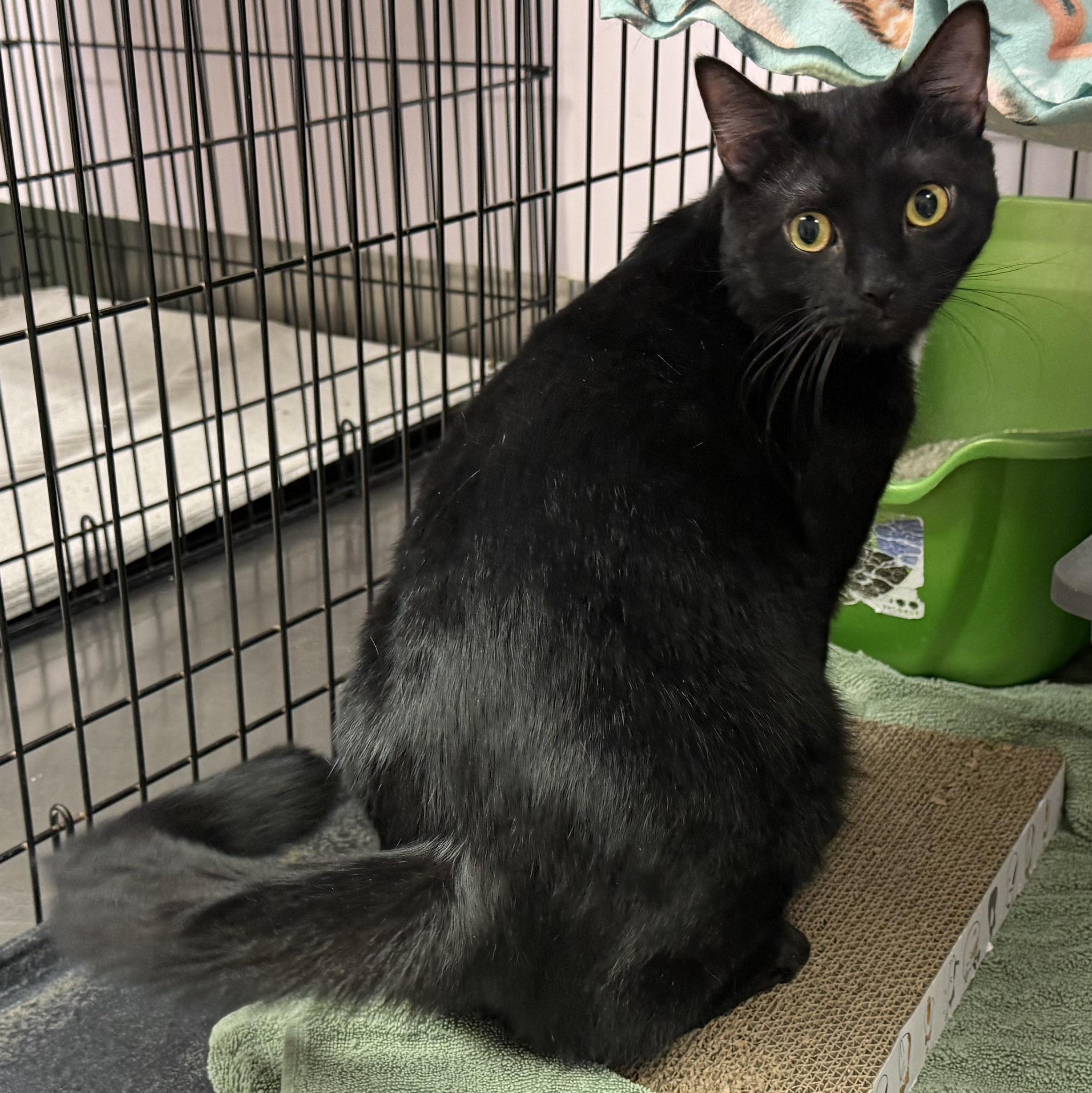 Shadow, Adopted, Young Male Domestic Short Hair.