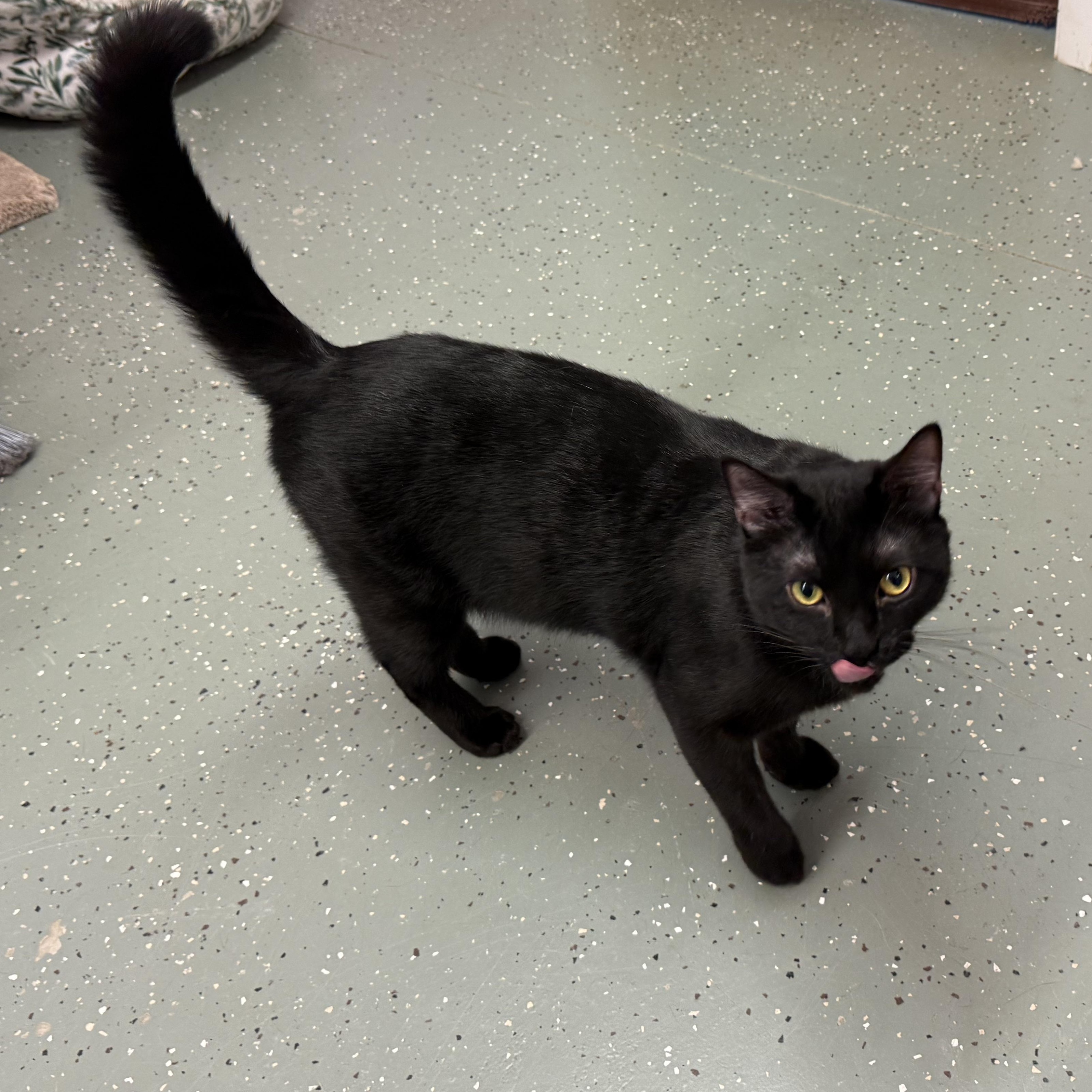 Enlarge Shadow, a Adopted Domestic Short Hair in Norton, MA image 2/2