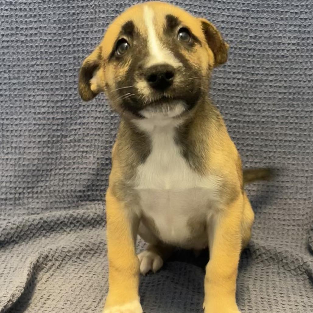 Enlarge Ambrosia, a Adoptable Mixed Breed in Canal Winchester, OH image 1/1