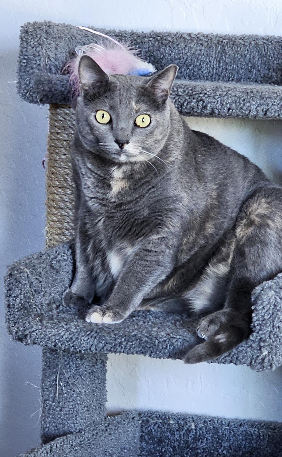 Waleska Lovebug, Adoptable, Adult Female Domestic Short Hair.