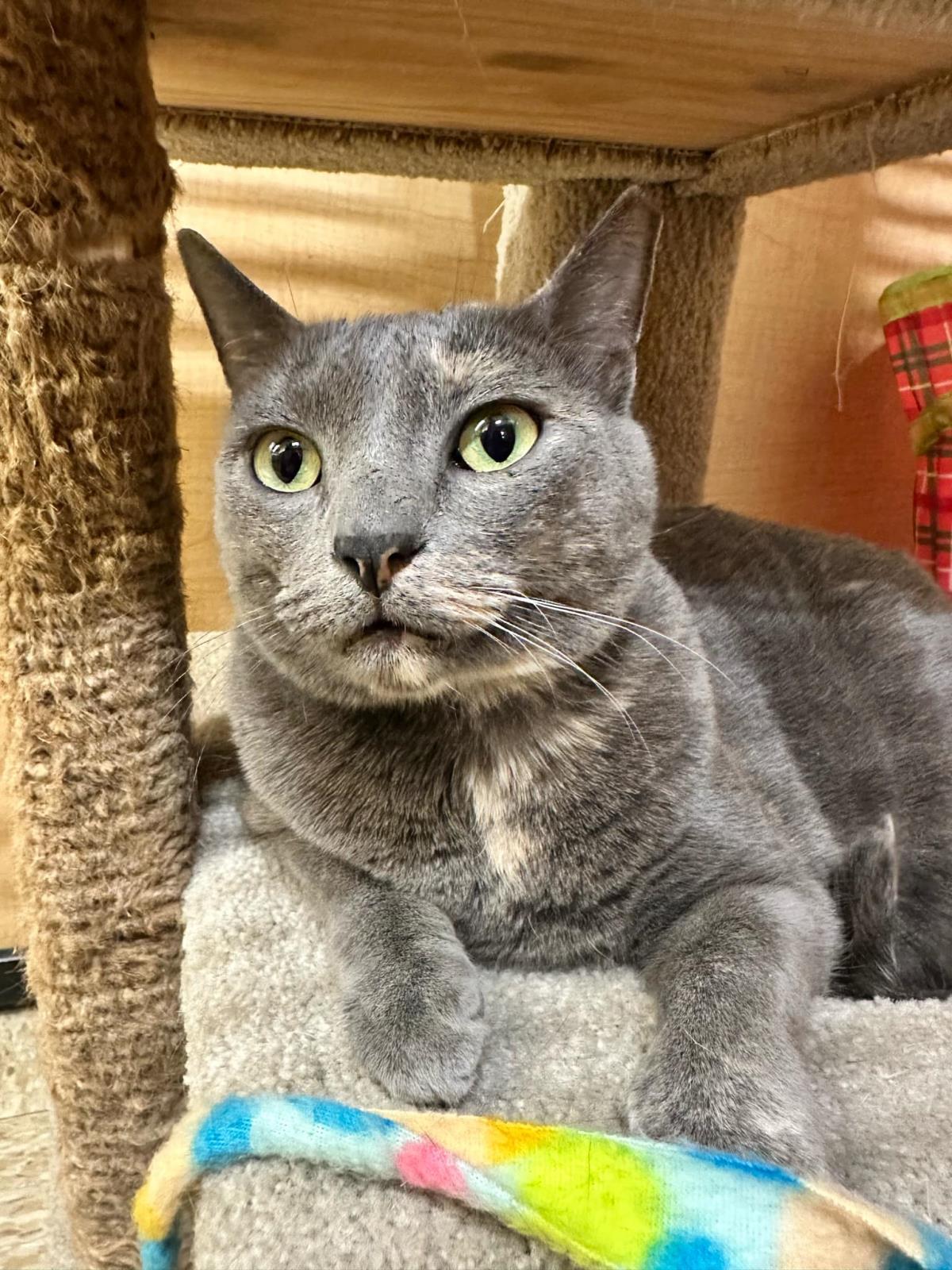 Enlarge Waleska Lovebug, a Adoptable Domestic Short Hair in Chandler, AZ image 2/3