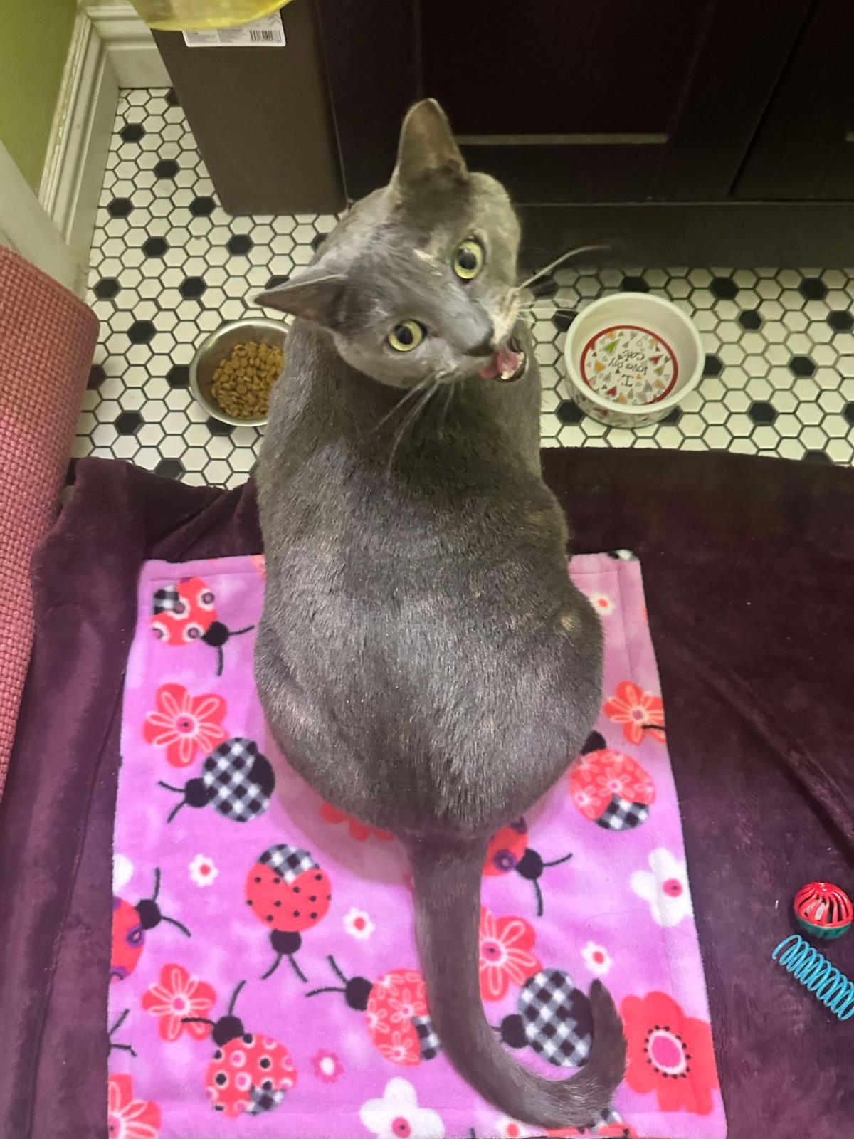 Enlarge Waleska Lovebug, a Adoptable Domestic Short Hair in Chandler, AZ image 3/3