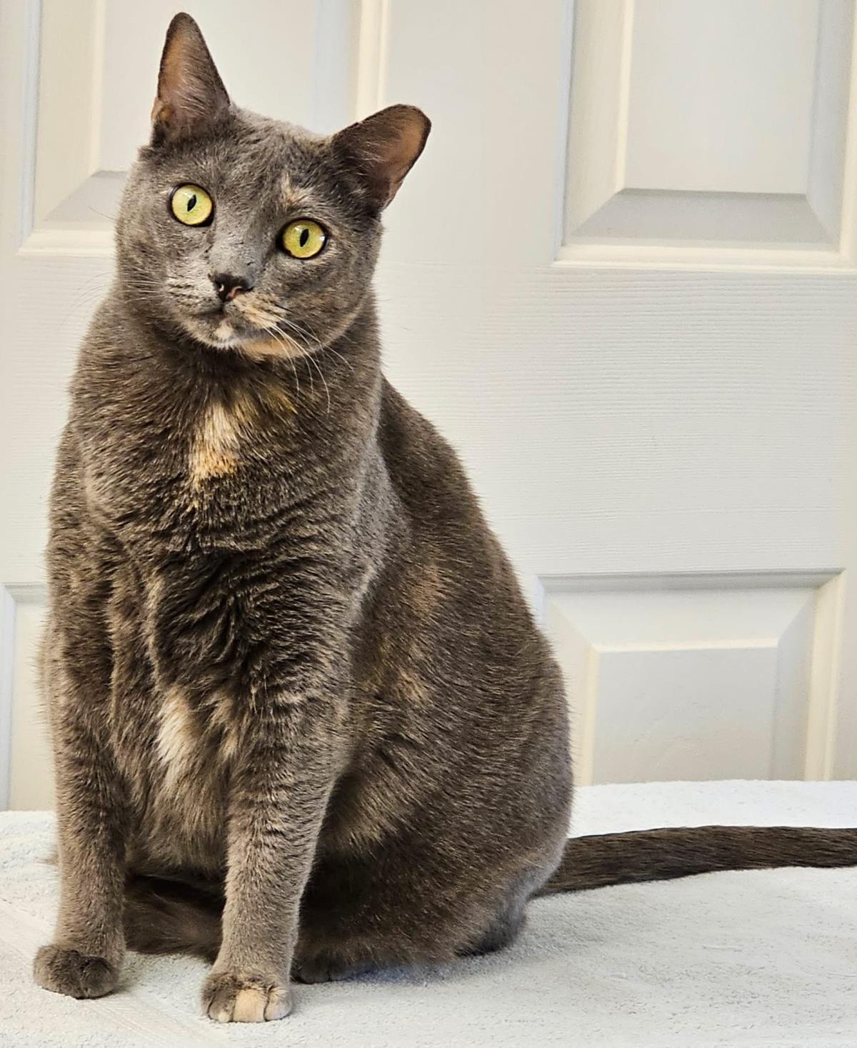 Enlarge Waleska Lovebug, a Adoptable Domestic Short Hair in Chandler, AZ image 3/3