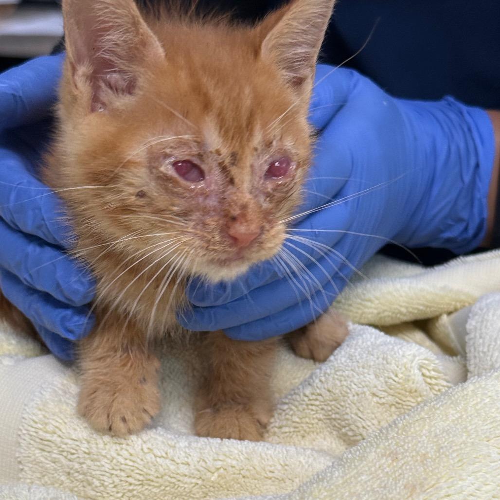 Leonard (In Foster), Adoptable, Kitten Male Domestic Short Hair.