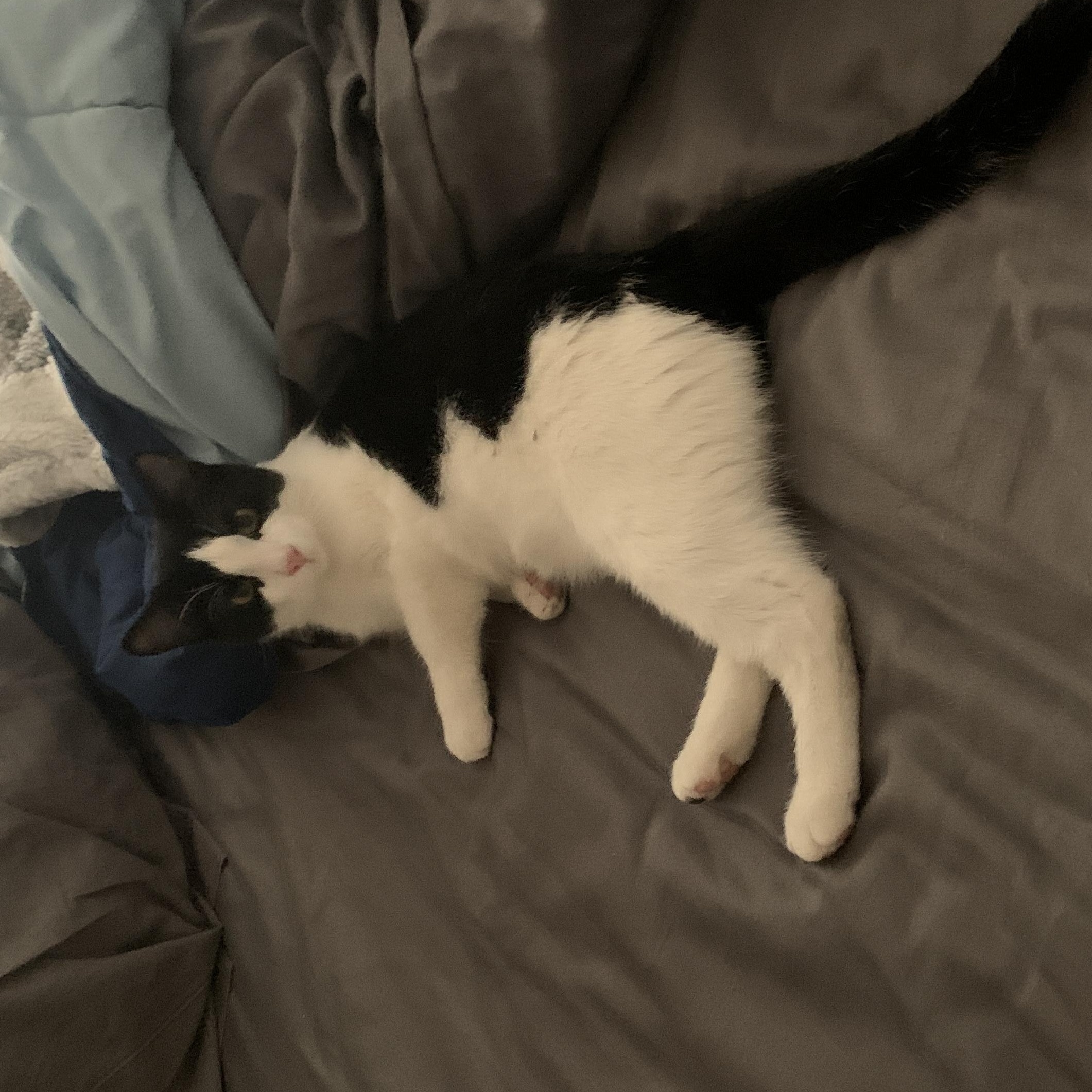 2 kittens (courtesty listing please contact Reney at314-413-3514)