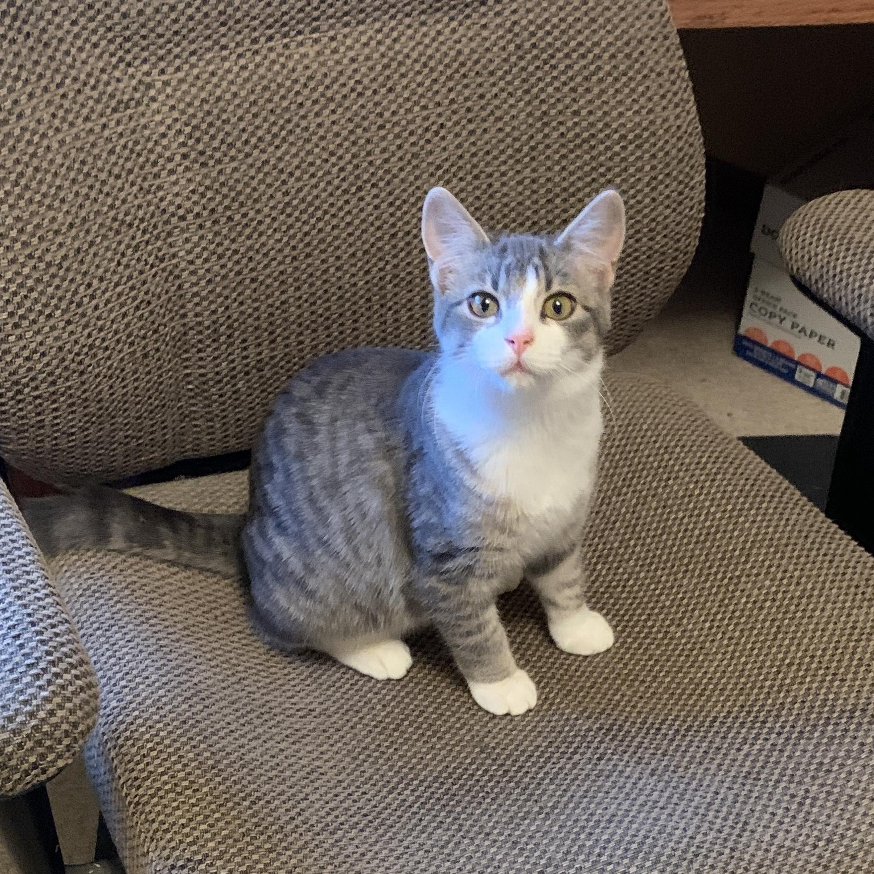 2 kittens (courtesty listing please contact Reney at314-413-3514)