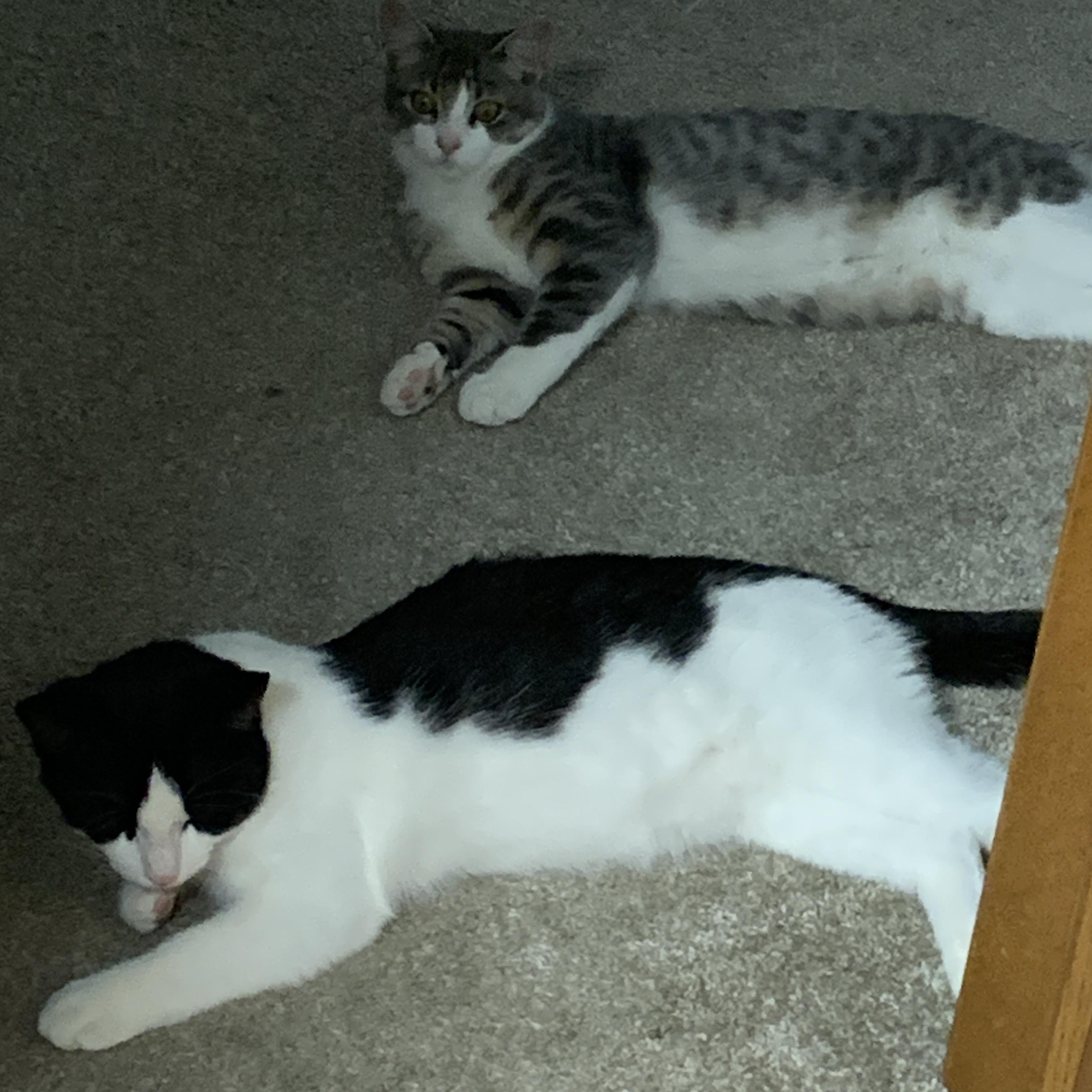 2 kittens (courtesty listing please contact Reney at314-413-3514)