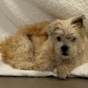 Enlarge Journey, a ADOPTABLE mixed breed in Mount Juliet, TN image 3/3