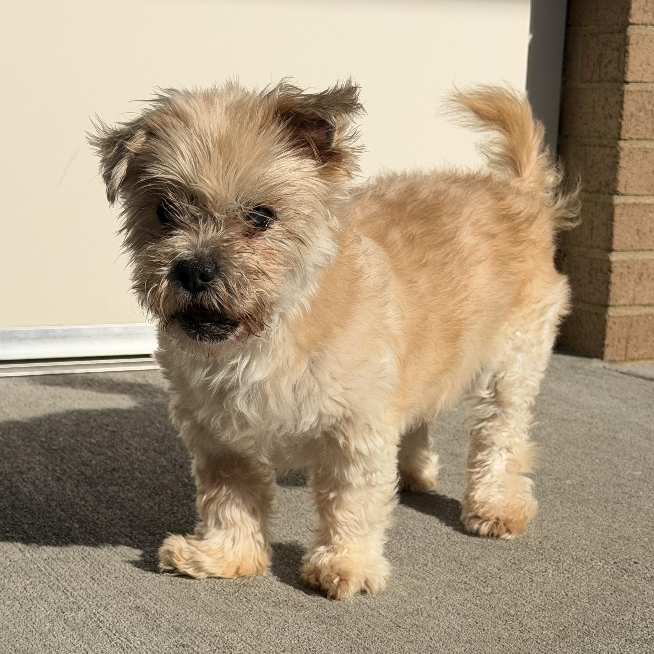Enlarge Journey, a ADOPTABLE mixed breed in Mount Juliet, TN image 2/3