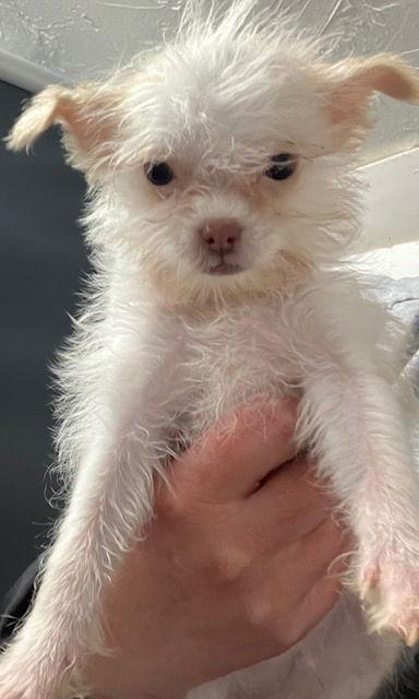 Milo 2 months NO KIDS UNDER 10, Adoptable, Young Male Shih Tzu.