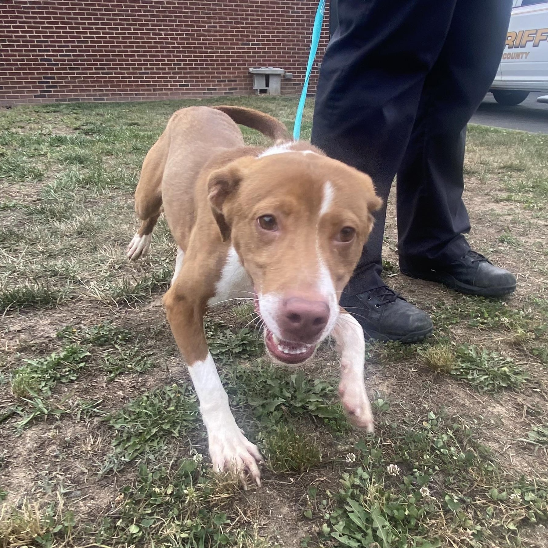 Charlie, a ADOPTABLE mixed breed in King George, VA image 4/6