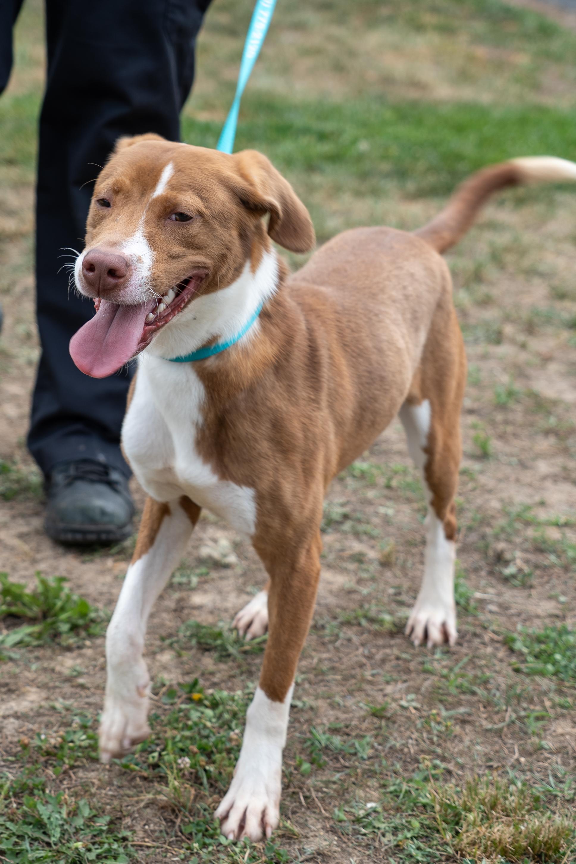 Charlie, a ADOPTABLE mixed breed in King George, VA image 3/6